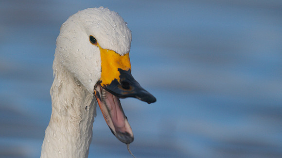 Bewick Swan, Slimbridge, December 2014