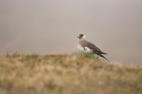 Arctic Skua( Light Phase), Iceland, May 2022
