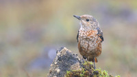 Rock Thrush