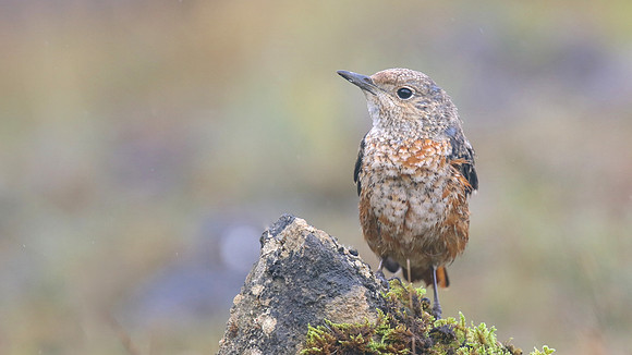 Rock Thrush, Pwll-Du Quarry, Blorenge, Wales, October 2017.