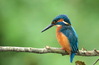 Kingfisher, Worcestershire, August 2017.