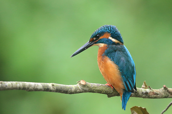 Kingfisher, Worcestershire, August 2017.