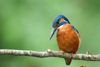 Kingfisher, Worcestershire, August 2017