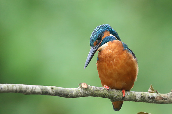 Kingfisher, Worcestershire, August 2017