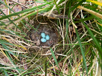 Blackbird, Ground nest, Forest of Dean, May 2022.