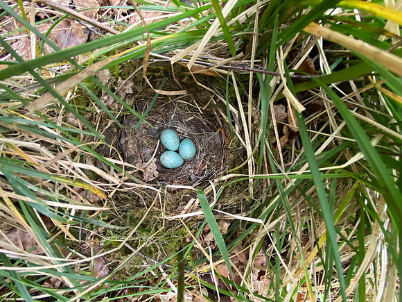Blackbird, Ground nest, Forest of Dean, May 2022.