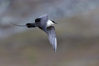 Long-tailed Skua, Áilegas fell, Finland, June 2025