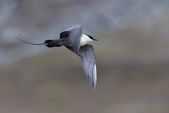 Long-tailed Skua, Áilegas fell, Finland, June 2025