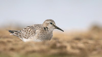 Bairds Sandpiper, Kenfig NNR, October 2016
