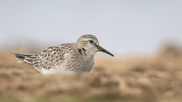 Bairds Sandpiper, Kenfig NNR, October 2016