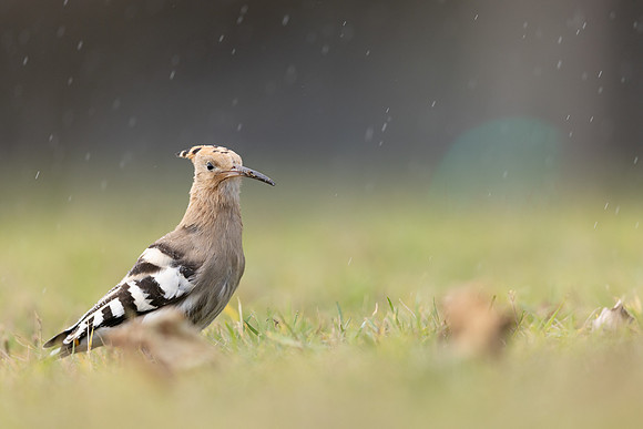 Hoopoe, Swansea, October 2024