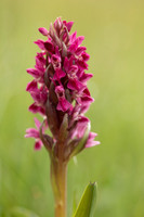 Early Marsh-Orchid