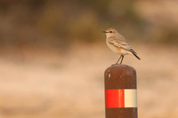 Isabelline Wheatear