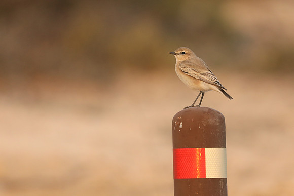Isabelline Wheatear, Cape Greco, Cyprus, September 2019