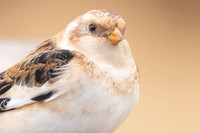 Snow Bunting, Cairngorms, February  2024.
