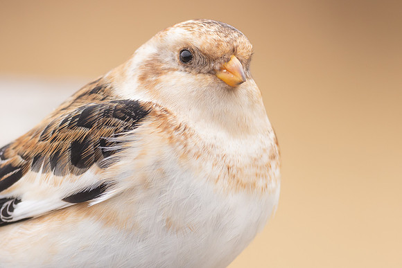 Snow Bunting, Cairngorms, February  2024.
