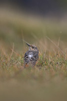Rock Thrush, Pwll-Du Quarry, Blorenge, Wales, October 2017