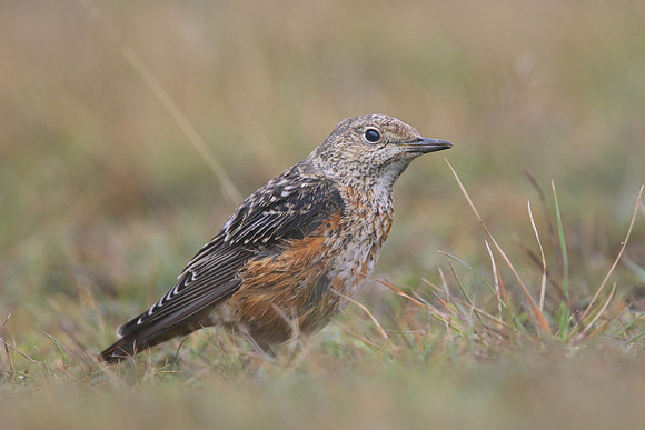 Rock Thrush, Pwll-Du Quarry, Blorenge, Wales, October 2017