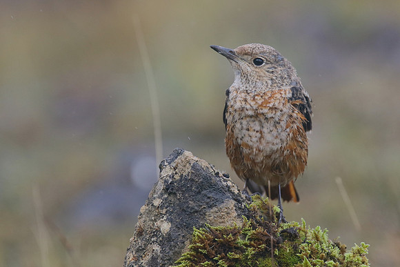 Rock Thrush, Pwll-Du Quarry, Blorenge, Wales, October 2017