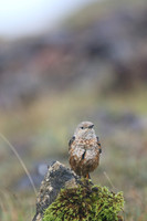 Rock Thrush, Pwll-Du Quarry, Blorenge, Wales, October 2017