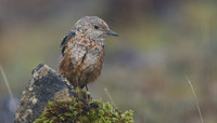 Rock Thrush, Pwll-Du Quarry, Blorenge, Wales, October 2017