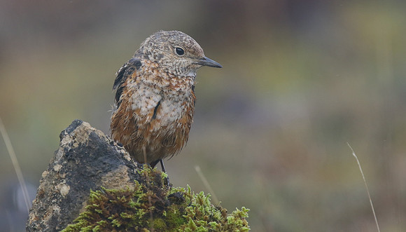 Rock Thrush, Pwll-Du Quarry, Blorenge, Wales, October 2017