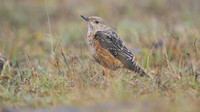 Rock Thrush, Pwll-Du Quarry, Blorenge, Wales, October 2017