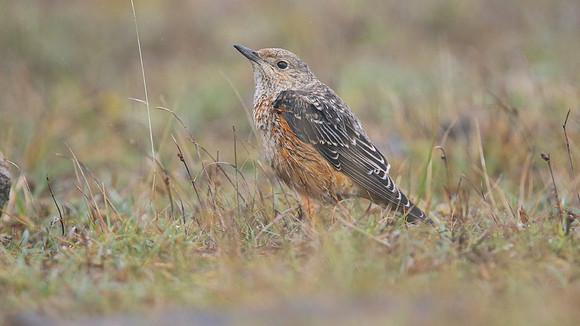 Rock Thrush, Pwll-Du Quarry, Blorenge, Wales, October 2017