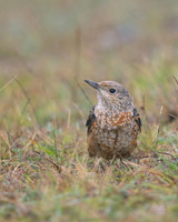 Rock Thrush, Pwll-Du Quarry, Blorenge, Wales, October 2017