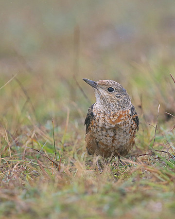 Rock Thrush, Pwll-Du Quarry, Blorenge, Wales, October 2017
