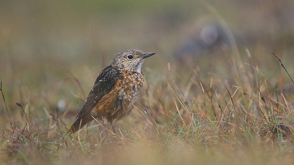 Rock Thrush, Pwll-Du Quarry, Blorenge, Wales, October 2017