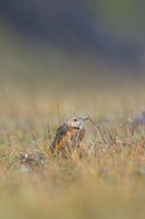 Rock Thrush, Pwll-Du Quarry, Blorenge, Wales, October 2017