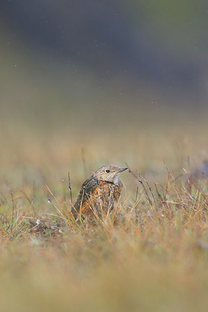 Rock Thrush, Pwll-Du Quarry, Blorenge, Wales, October 2017