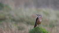Rock Thrush, Pwll-Du Quarry, Blorenge, Wales, October 2017