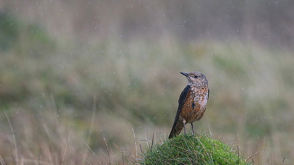 Rock Thrush, Pwll-Du Quarry, Blorenge, Wales, October 2017