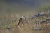 Rock Thrush, Pwll-Du Quarry, Blorenge, Wales, October 2017
