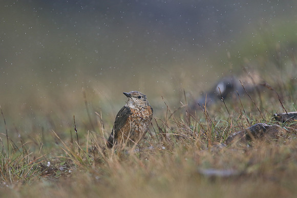 Rock Thrush, Pwll-Du Quarry, Blorenge, Wales, October 2017