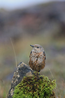 Rock Thrush, Pwll-Du Quarry, Blorenge, Wales, October 2017