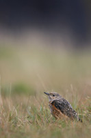 Rock Thrush, Pwll-Du Quarry, Blorenge, Wales, October 2017