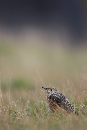 Rock Thrush, Pwll-Du Quarry, Blorenge, Wales, October 2017