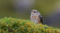 Rock Thrush, Pwll-Du Quarry, Blorenge, Wales, October 2017