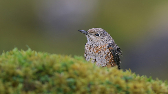 Rock Thrush, Pwll-Du Quarry, Blorenge, Wales, October 2017