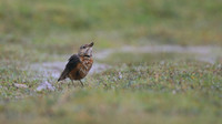 Rock Thrush, Pwll-Du Quarry, Blorenge, Wales, October 2017
