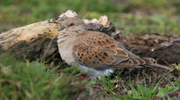 Turtle Dove, New Passage, October 2017