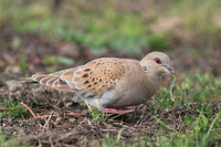 Turtle Dove, New Passage, October 2017