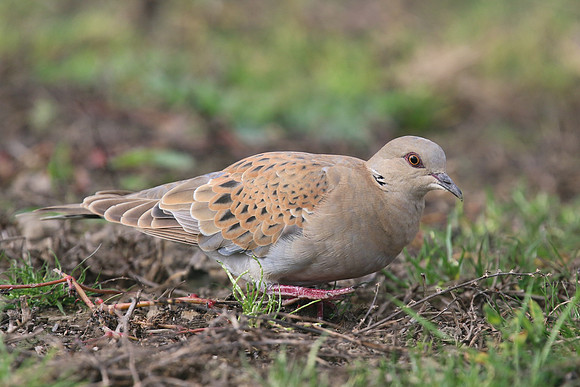 Turtle Dove, New Passage, October 2017