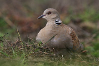 Turtle Dove, New Passage, October 2017