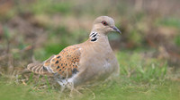 Turtle Dove, New Passage, October 2017