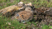 Turtle Dove, New Passage, October 2017