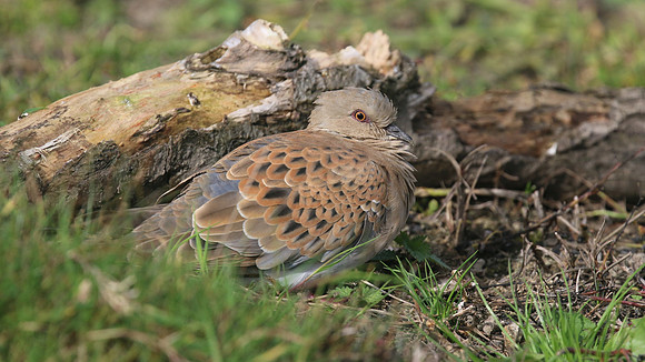Turtle Dove, New Passage, October 2017